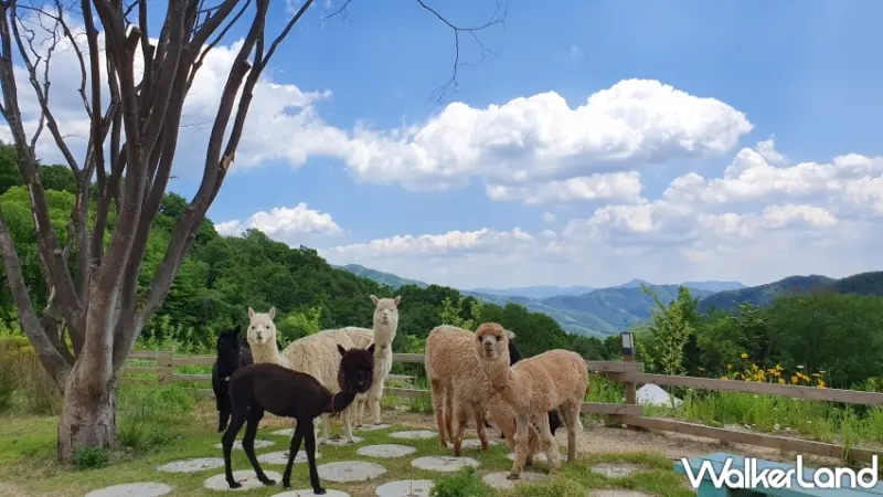 2024韓國5大浪漫花海推薦