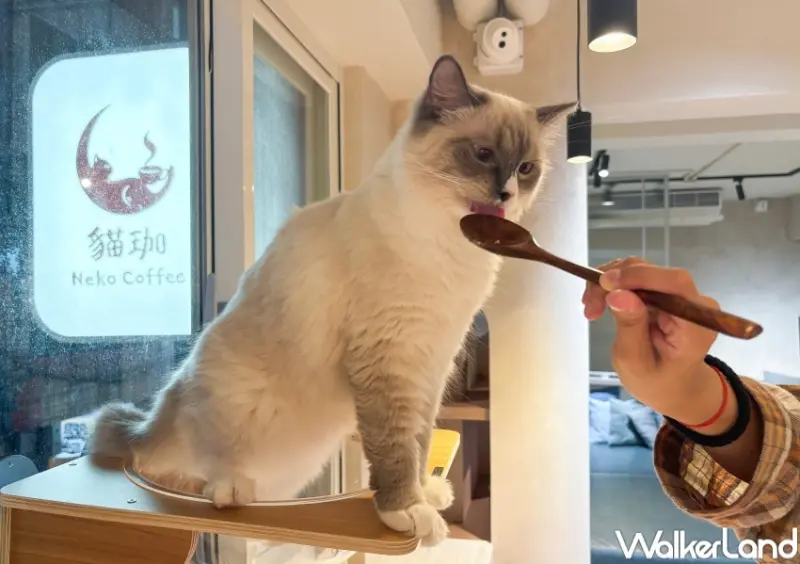 貓珈Nekocoffee  / WalkerLand窩客島整理提供 未經許可，不得轉載