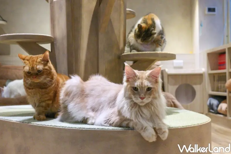 貓珈Nekocoffee  / WalkerLand窩客島整理提供 未經許可，不得轉載