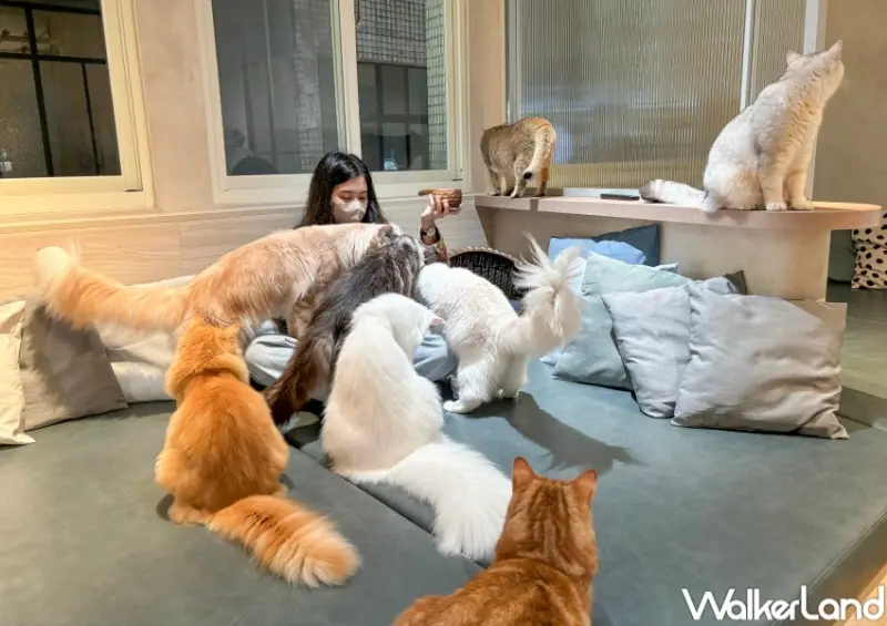 貓珈Nekocoffee  / WalkerLand窩客島整理提供 未經許可，不得轉載