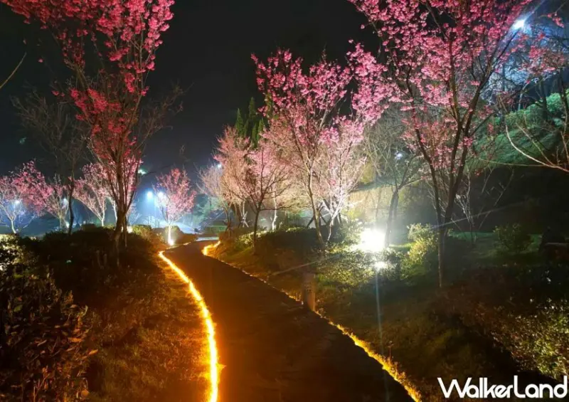 ​​​​​​​陽明山花季/ WalkerLand窩客島整理提供 未經許可不可轉載。