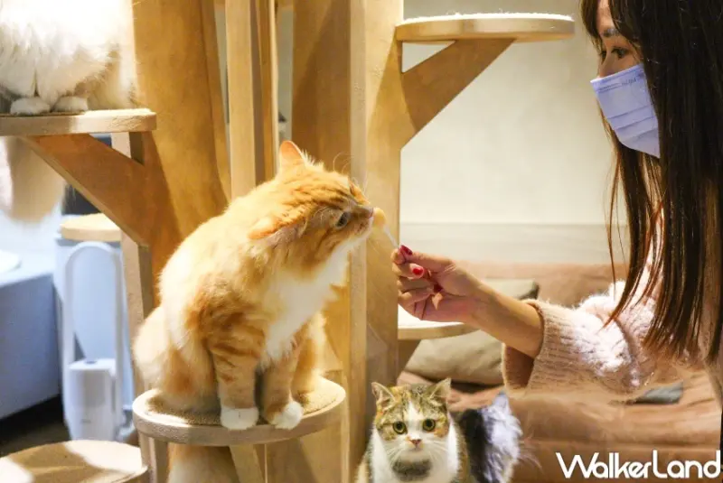 貓珈Nekocoffee  / WalkerLand窩客島整理提供 未經許可，不得轉載