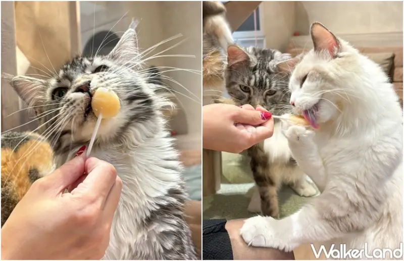 貓珈Nekocoffee  / WalkerLand窩客島整理提供 未經許可，不得轉載