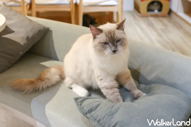 貓珈Nekocoffee  / WalkerLand窩客島整理提供 未經許可，不得轉載