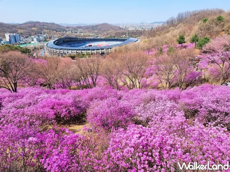 2024韓國5大浪漫花海推薦