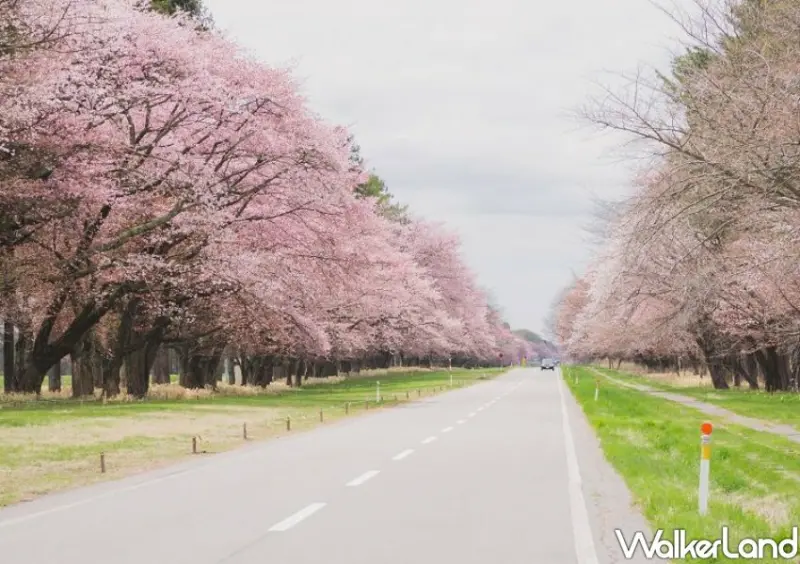 星宇航空、星野集團北海道包機/ WalkerLand窩客島整理提供 未經許可不可轉載。