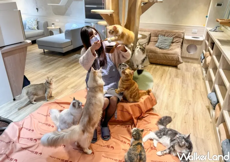貓珈Nekocoffee  / WalkerLand窩客島整理提供 未經許可，不得轉載