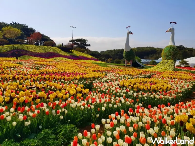 2024韓國5大浪漫花海推薦