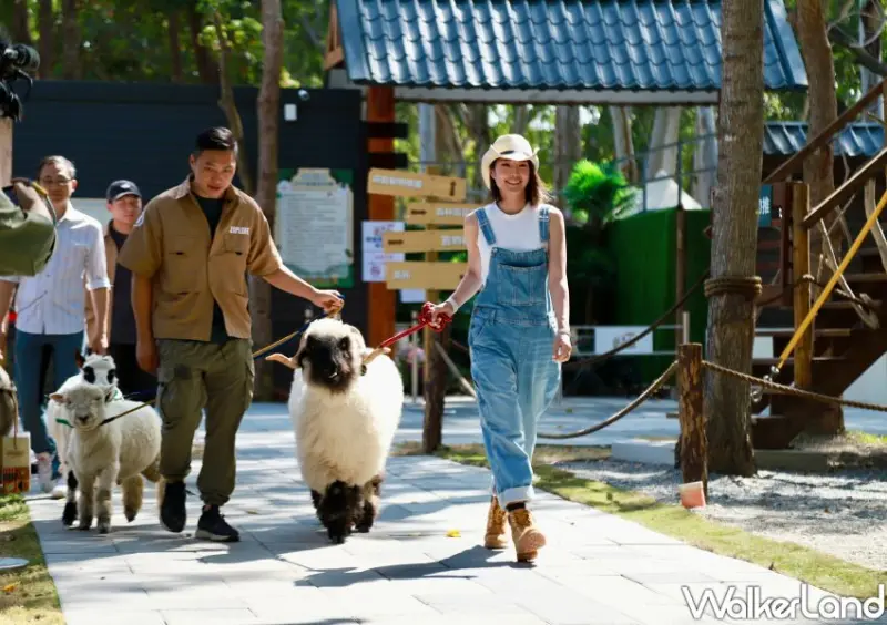 嘉義咩咩上樹萌寵樂園 / WalkerLand窩客島整理提供 未經許可不可轉載。
