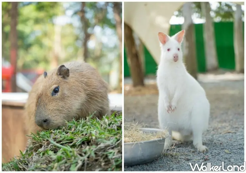 嘉義咩咩上樹萌寵樂園 / WalkerLand窩客島整理提供 未經許可不可轉載。