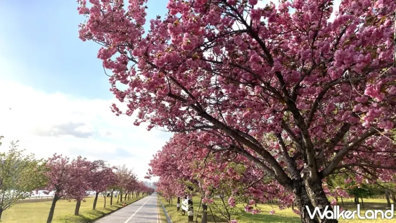 2024韓國5大浪漫花海推薦