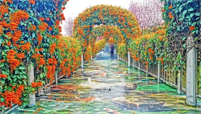 ▲鶯歌永吉公園每年２～３月有炮仗花步道 / 饅頭弟 提供、WalkerLand窩客島整理