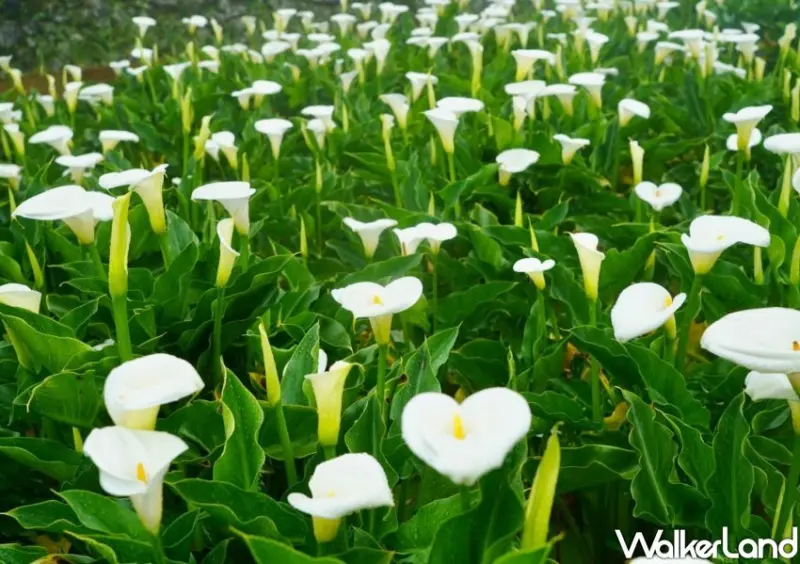 2024竹子湖海芋 / WalkerLand窩客島整理提供 未經許可不可轉載