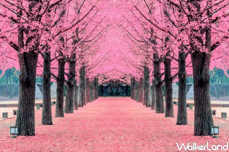 日本櫻花、韓國櫻花9大行程  / WalkerLand窩客島整理提供 未經許可，不得轉載