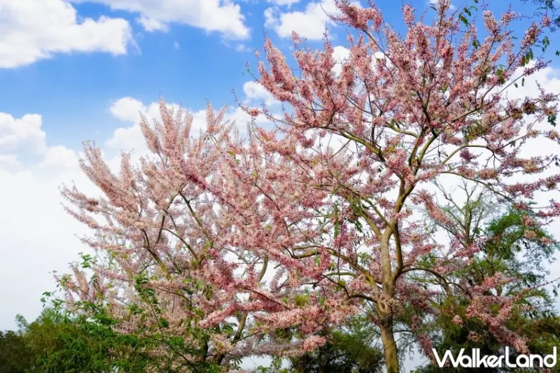 成美文化園3-4月期間是花旗木與許願藤花季