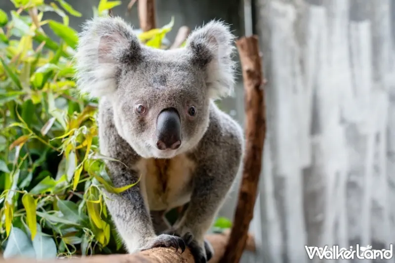 台北市立動物園 4/1 入園收費標準