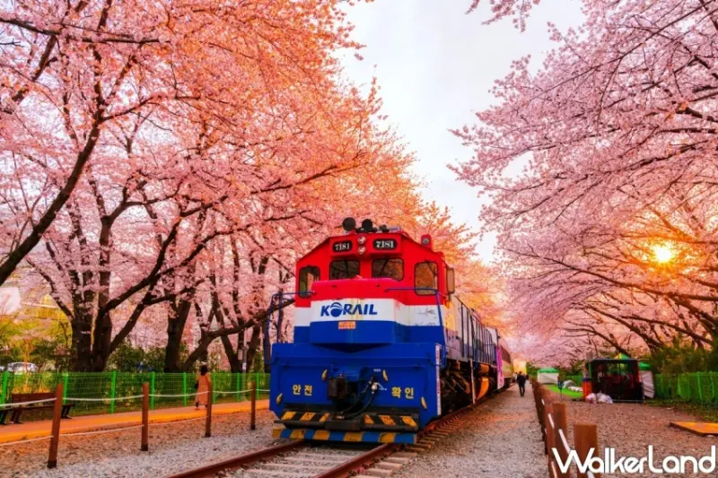 日本櫻花、韓國櫻花9大行程  / WalkerLand窩客島整理提供 未經許可，不得轉載
