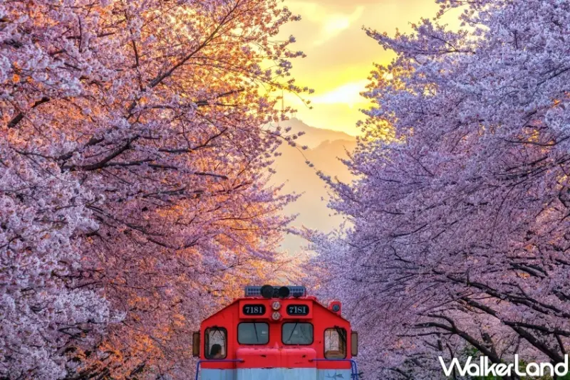 日本櫻花、韓國櫻花9大行程  / WalkerLand窩客島整理提供 未經許可，不得轉載