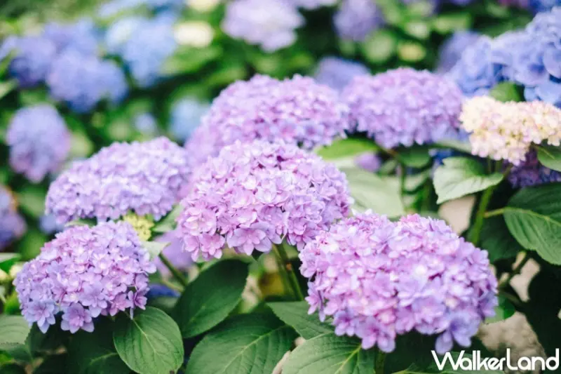 薰衣草森林 永續森林20年 綠色旅遊來放電活動  / WalkerLand窩客島整理提供 未經許可，不得轉載