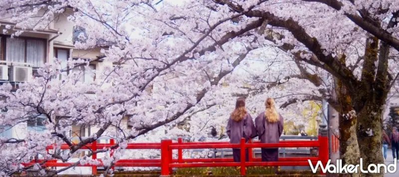 日本關西豐岡「城崎溫泉鄉」泡湯賞櫻感受日本春遊樂趣