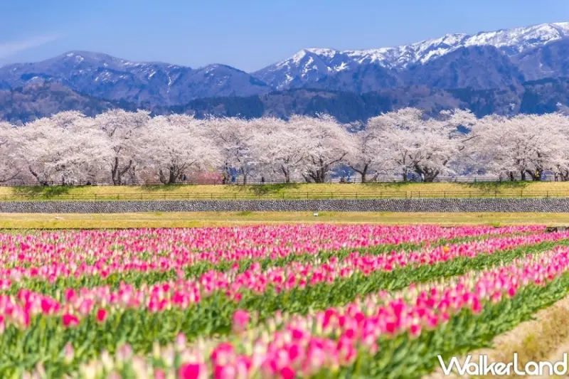 日本櫻花、韓國櫻花9大行程  / WalkerLand窩客島整理提供 未經許可，不得轉載