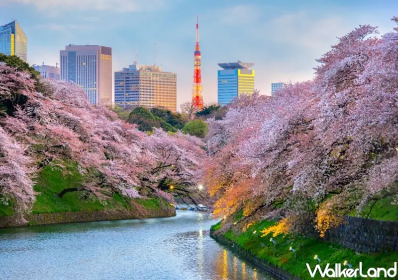 日本櫻花、韓國櫻花9大行程  / WalkerLand窩客島整理提供 未經許可，不得轉載