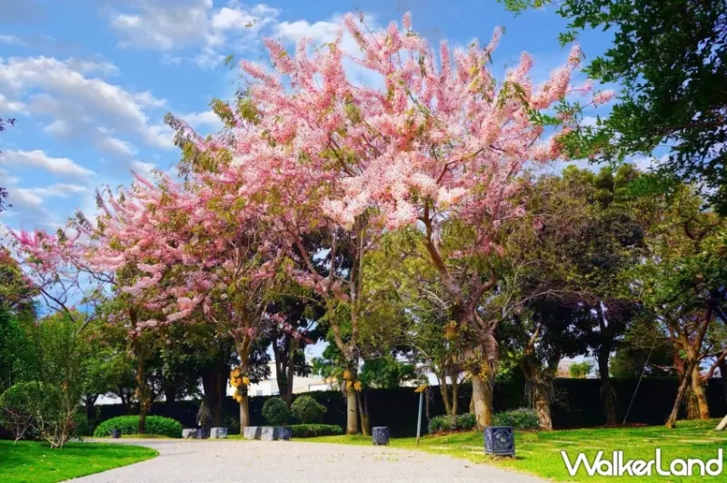 成美文化園3-4月期間是花旗木與許願藤花季