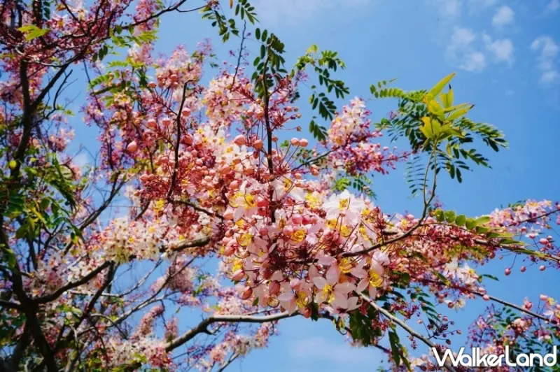 成美文化園3-4月期間是花旗木與許願藤花季