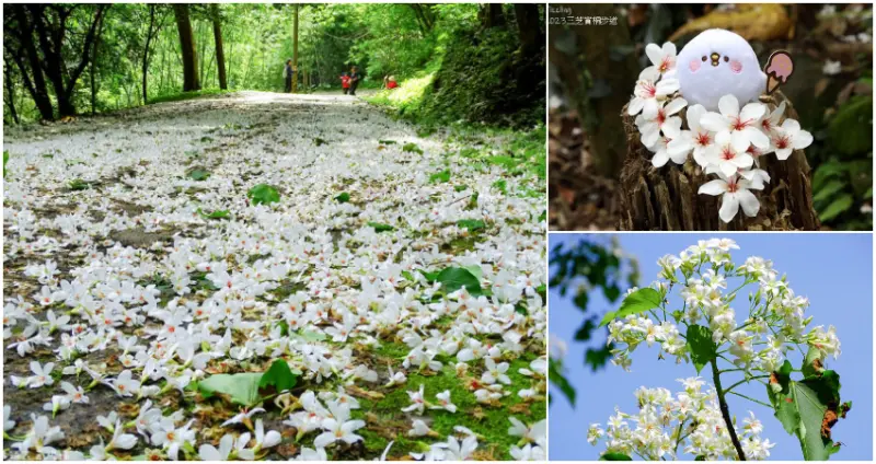 北部5大「桐花季秘境」  / WalkerLand窩客島整理提供 未經許可，不得轉載