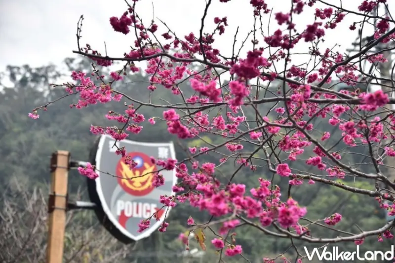 泰安派出所  / WalkerLand窩客島整理提供 未經許可，不得轉載