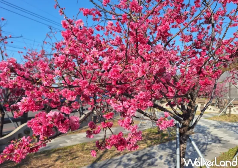 泰安派出所  / WalkerLand窩客島整理提供 未經許可，不得轉載