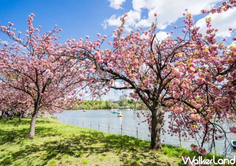 日本櫻花、韓國櫻花9大行程  / WalkerLand窩客島整理提供 未經許可，不得轉載