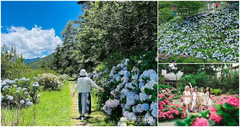 繡球花打卡點推薦 / WalkerLand窩客島整理提供 未經許可，不得轉載