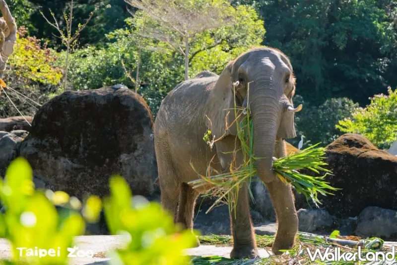 台北市立動物園 4/1 入園收費標準