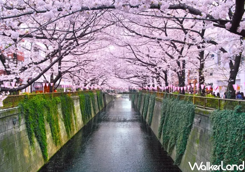 日本櫻花、韓國櫻花9大行程  / WalkerLand窩客島整理提供 未經許可，不得轉載
