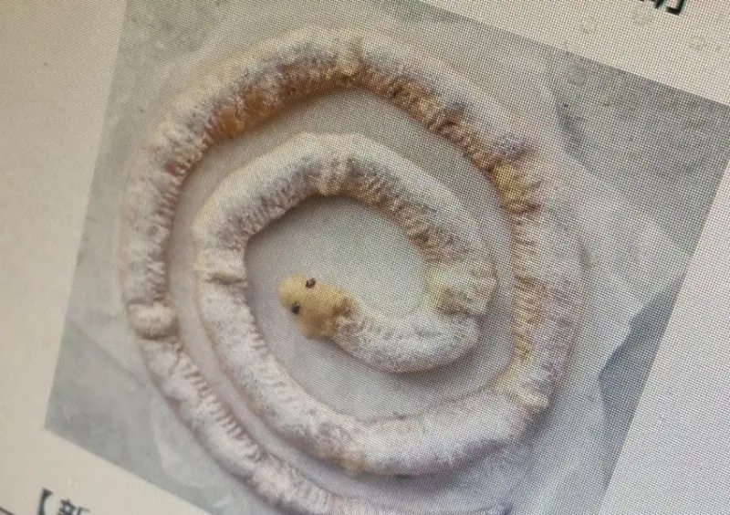 必勝客「芝心蛇圈圈」  / WalkerLand窩客島整理提供 未經許可，不得轉載