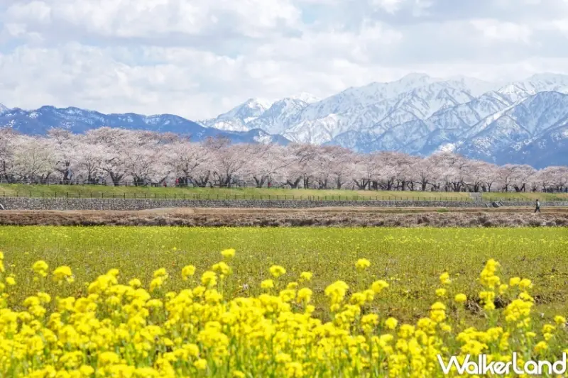 日本櫻花、韓國櫻花9大行程  / WalkerLand窩客島整理提供 未經許可，不得轉載