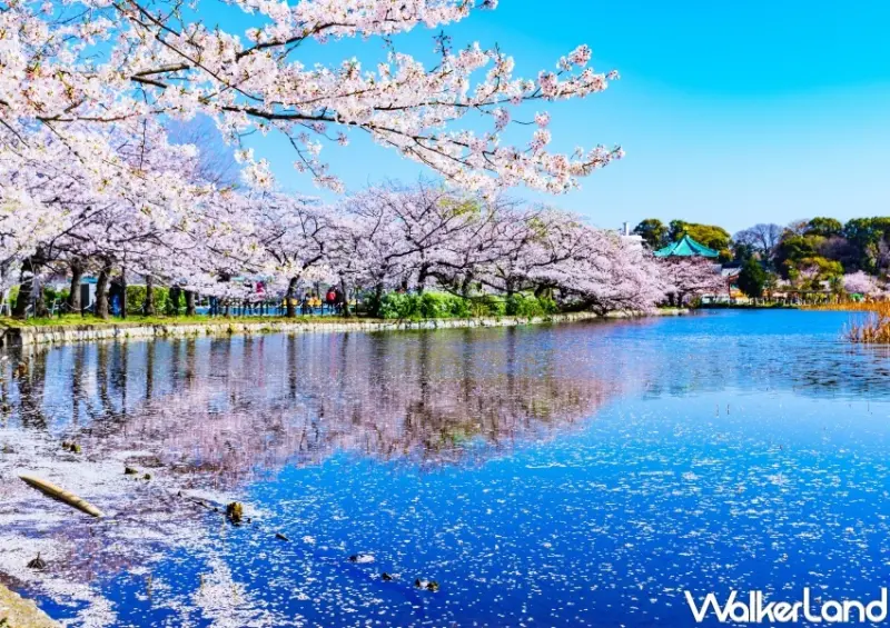 日本櫻花、韓國櫻花9大行程  / WalkerLand窩客島整理提供 未經許可，不得轉載