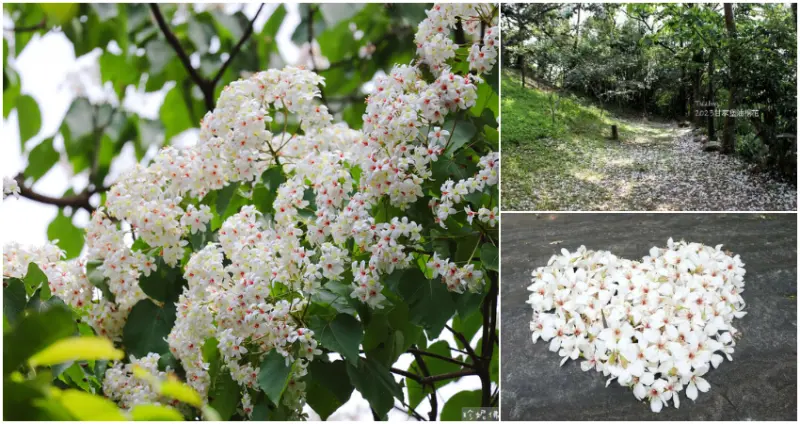 北部5大「桐花季秘境」  / WalkerLand窩客島整理提供 未經許可，不得轉載