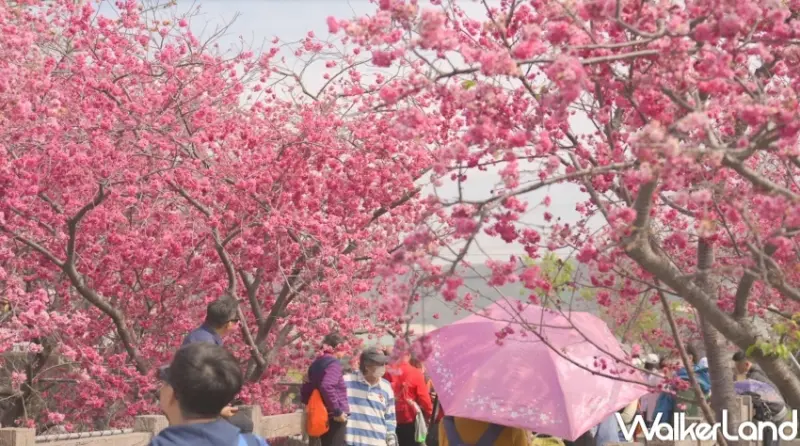 泰安派出所  / WalkerLand窩客島整理提供 未經許可，不得轉載