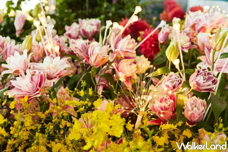 台北101蕨‧蘭之美