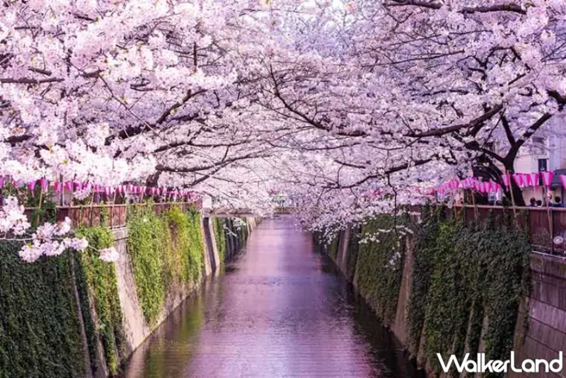 樂天旅遊日本賞櫻精選飯店85折優惠