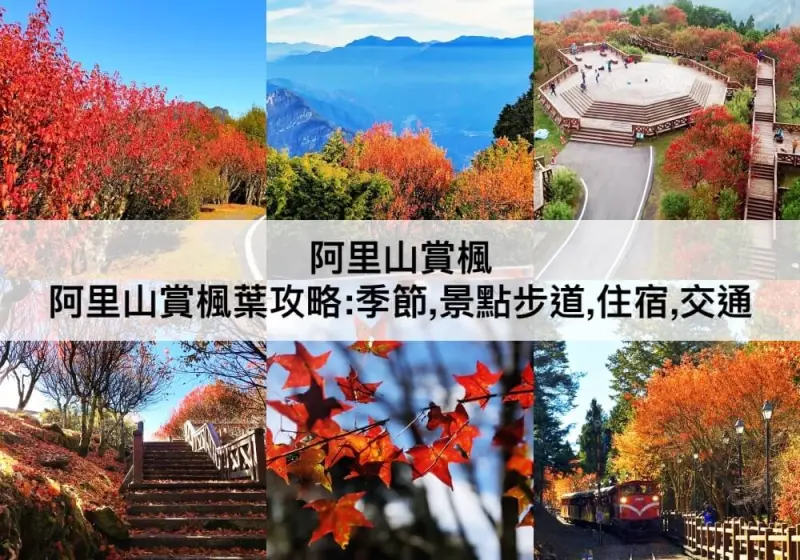【三大阿里山賞楓葉攻略】賞楓必去景點住宿
