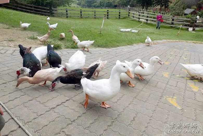 ▲苗栗通霄景點推薦：飛牛牧場，可以近距離看到乳牛、綿羊 /章魚娜娜 提供、WalkerLand窩客島整理