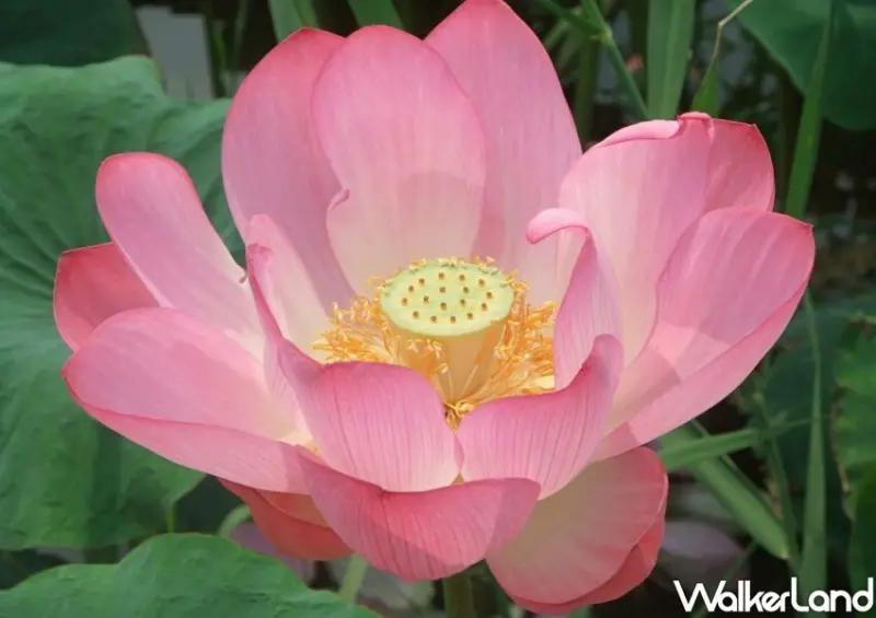 新北新月橋荷花季至6月/ WalkerLand窩客島整理提供 未經許可不可轉載。