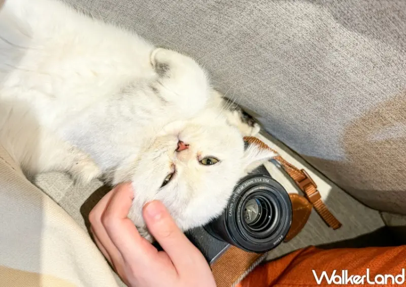 擼LALA Sweets南西店  / WalkerLand窩客島整理提供 未經許可，不得轉載