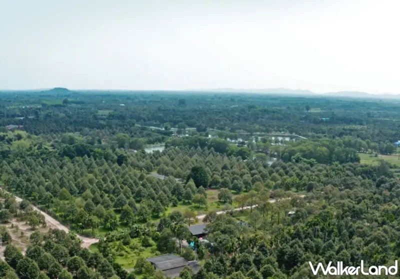 泰金果田 ไร่ผลไม้ทองไทย 榴槤凍乾 快閃獨賣