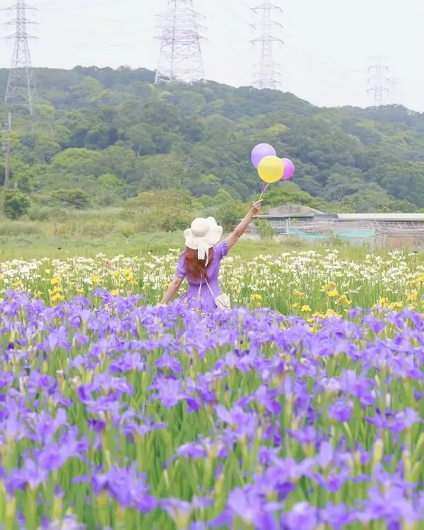  隱藏版雙北賞花點：林口紫鳶農場/ WalkerLand窩客島整理提供 未經許可不可轉載