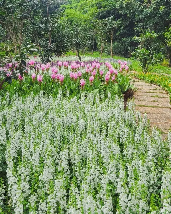  隱藏版雙北賞花點：花卉試驗中心/ WalkerLand窩客島整理提供 未經許可不可轉載