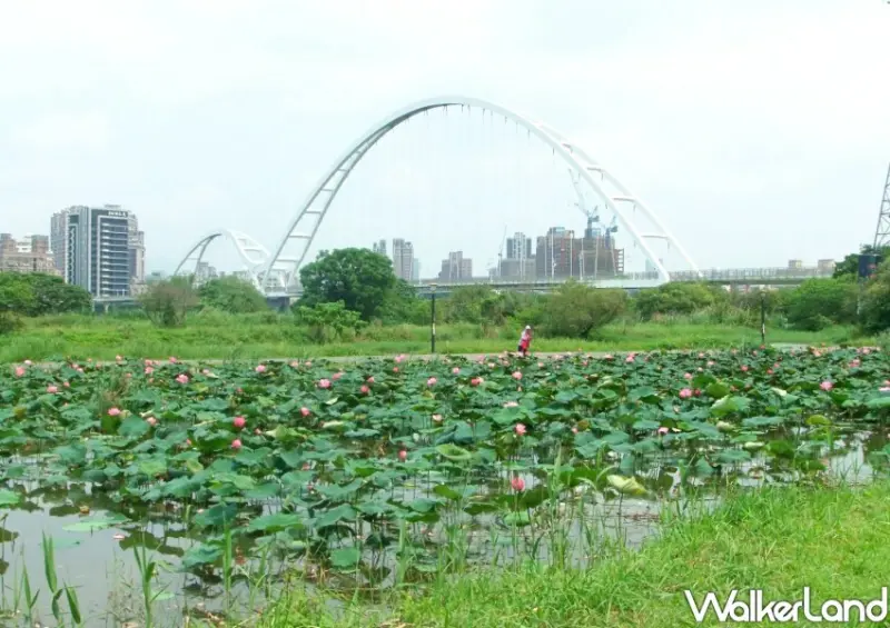板橋新月橋賞荷花/ WalkerLand窩客島整理提供 未經許可不可轉載。